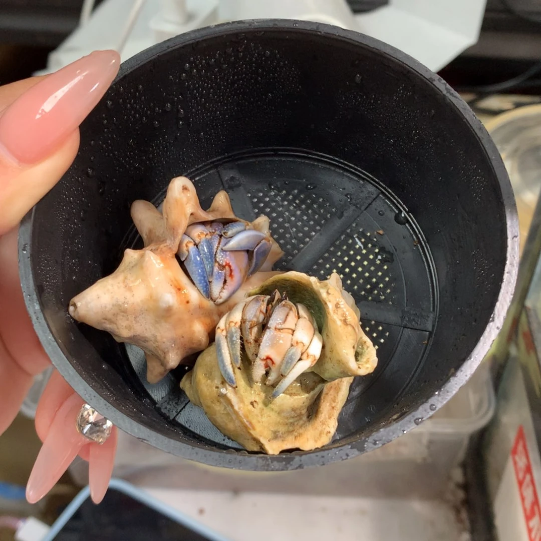 小***笨2只活体出售、不退不换