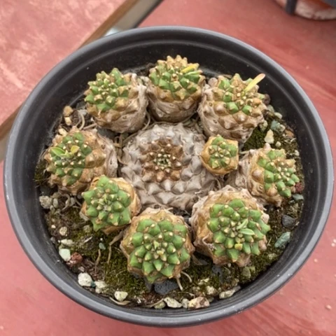 峨眉山群8仙人球