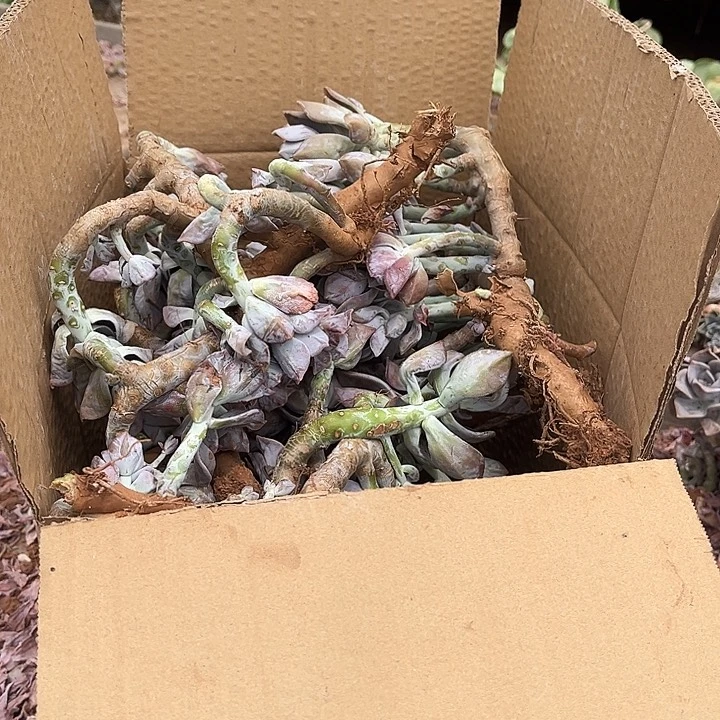 紫乐中号断枝19.88多肉植物