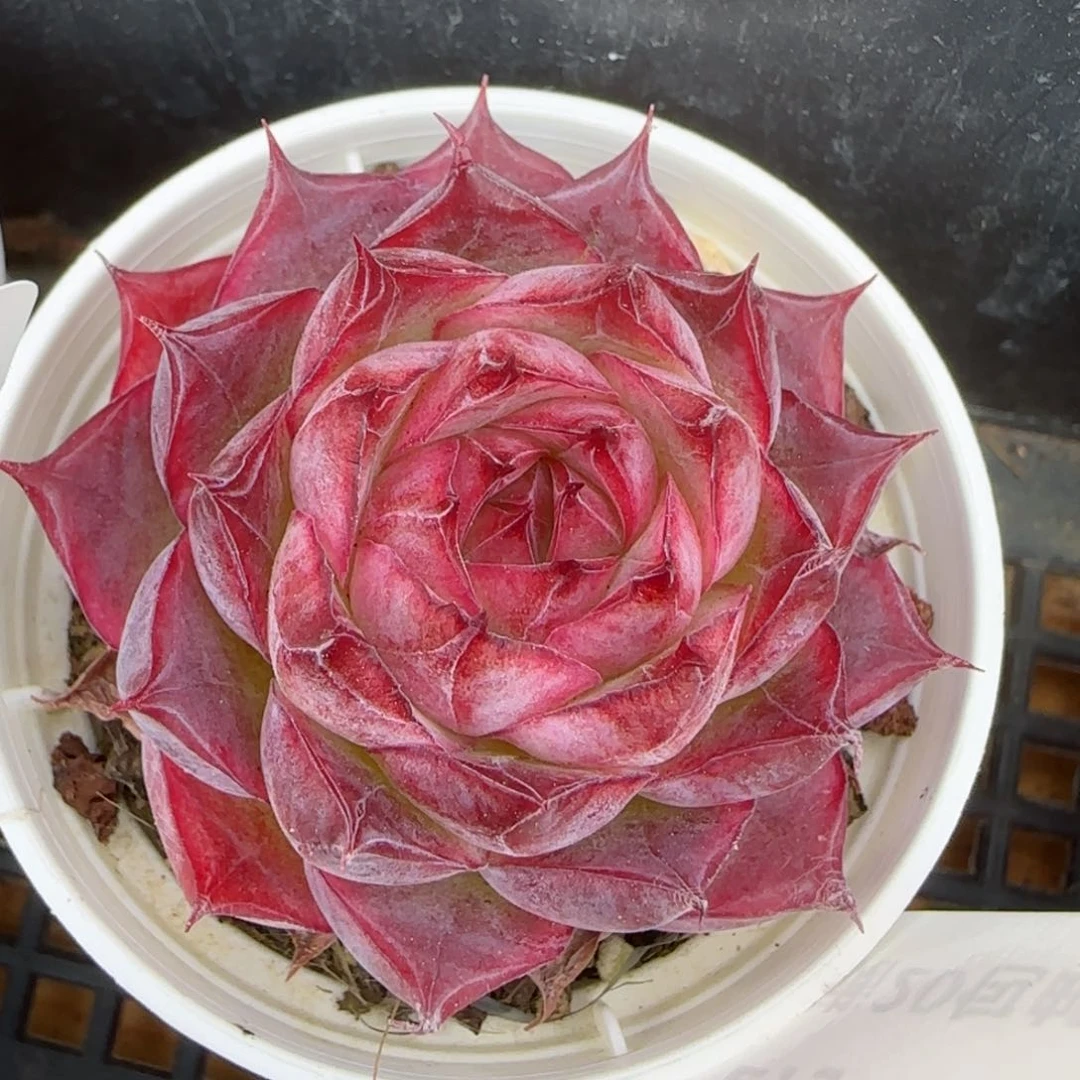 花语逸境0212-289