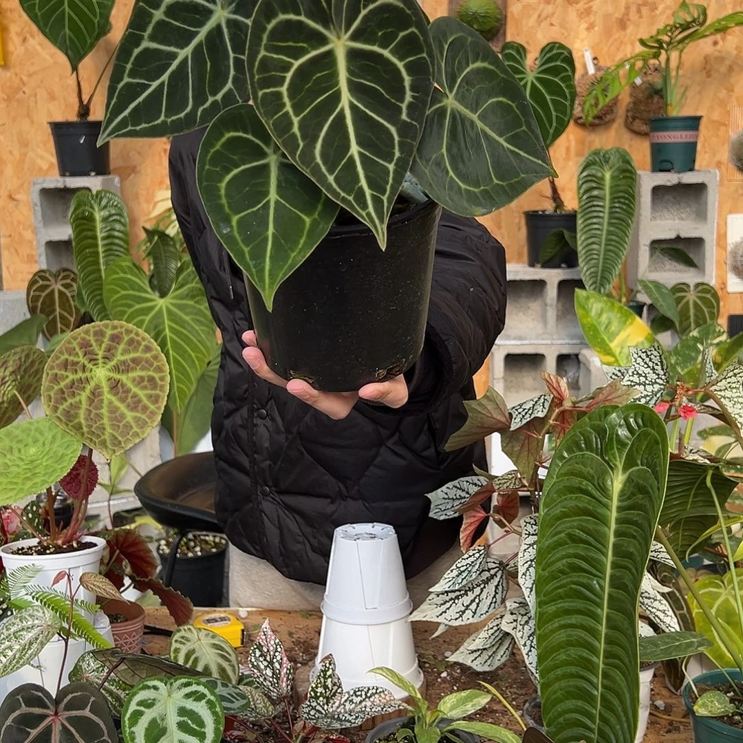 完全开放A17克莱恩花烛