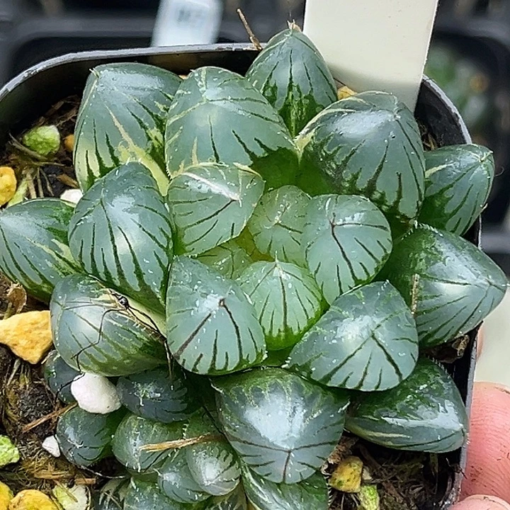 150双头大窗龙爪玉露锦