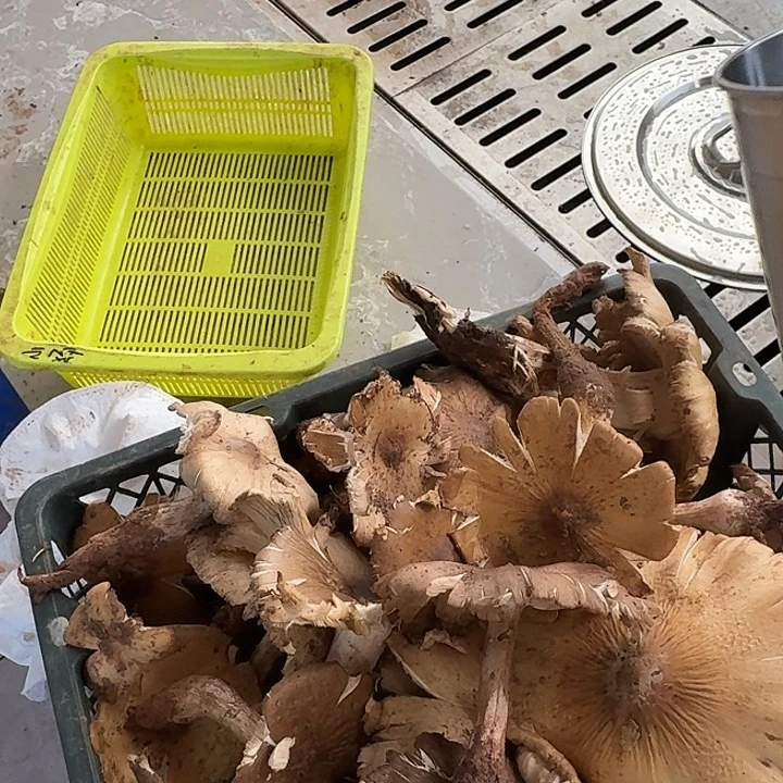 郑***婧南华……………………………………中国大陆