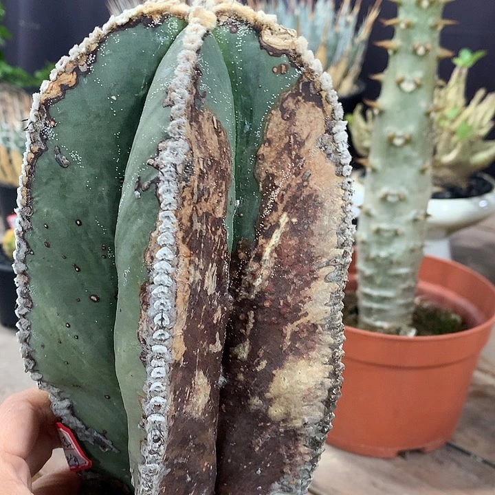 T****t大老鸾1111111