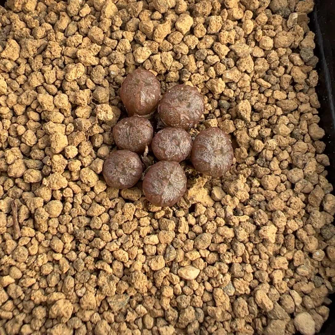 冬*?16-126肉锥多肉植物