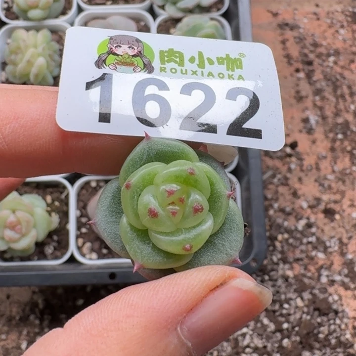 紫***x多肉植物多肉植物