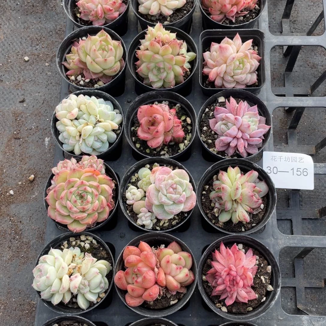 是**呀一物一拍18颗30-156