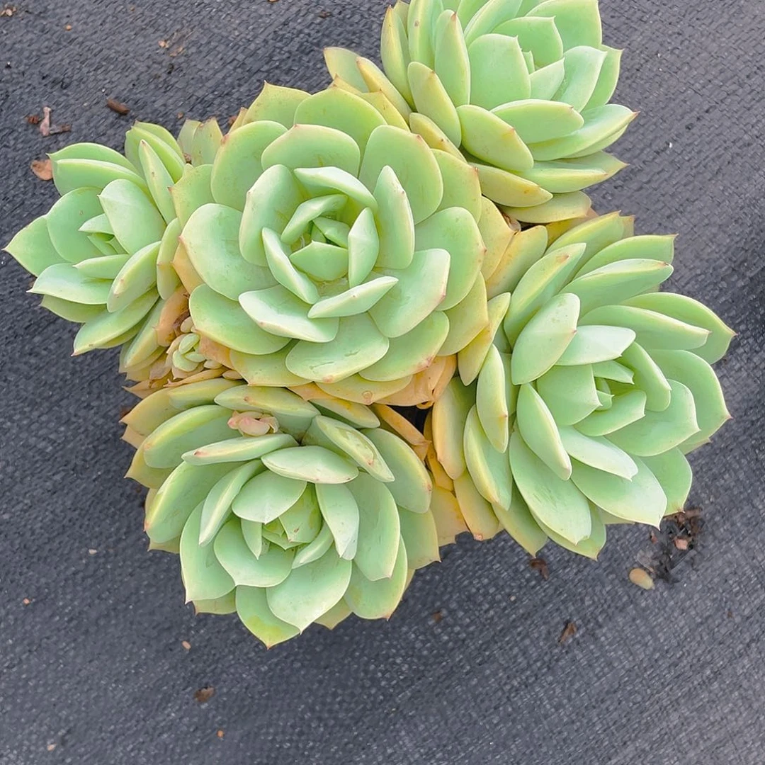 念曲多肉植物中群