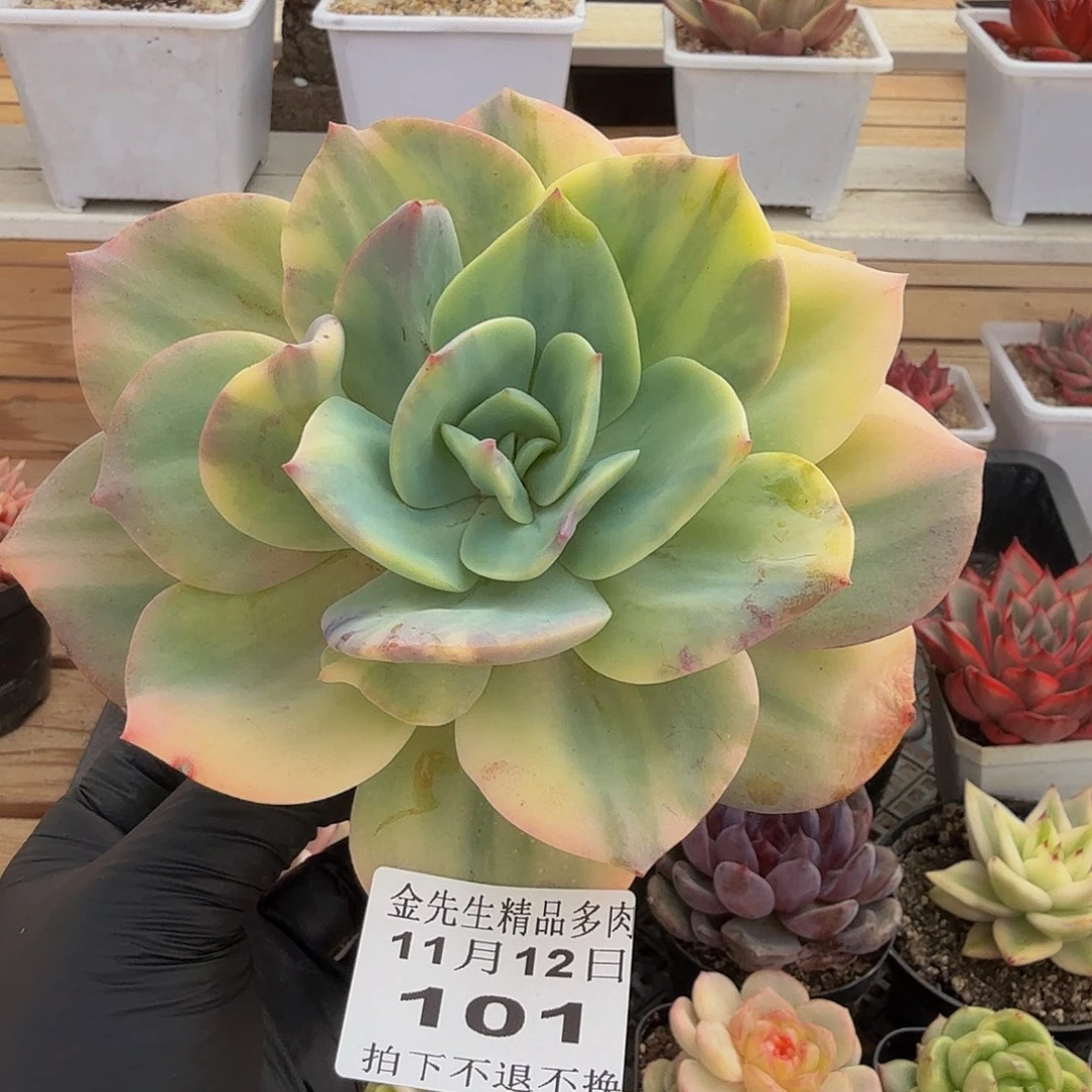 1112-101白风锦单头