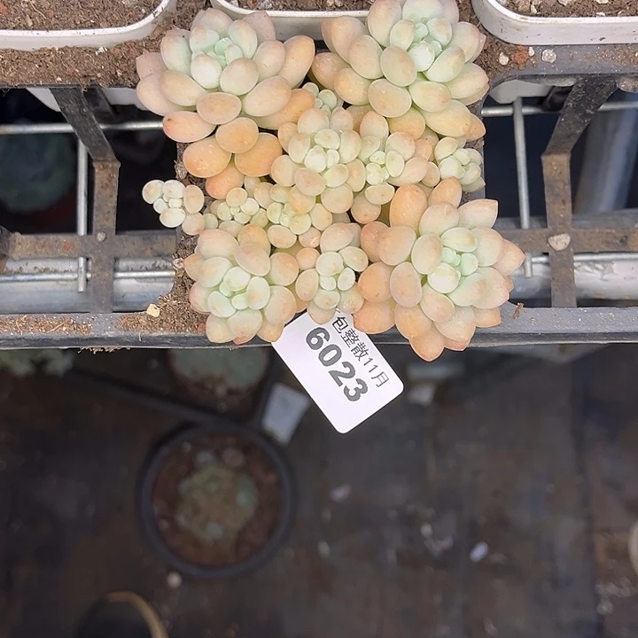 阿雅园艺。        6023鱼子酱