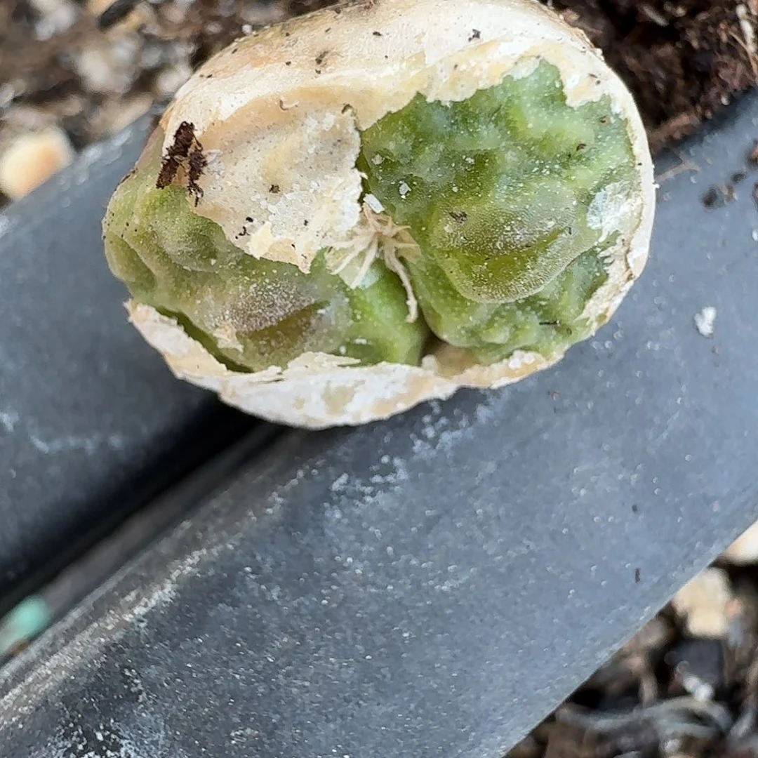 l*l老马生石花烧卖111