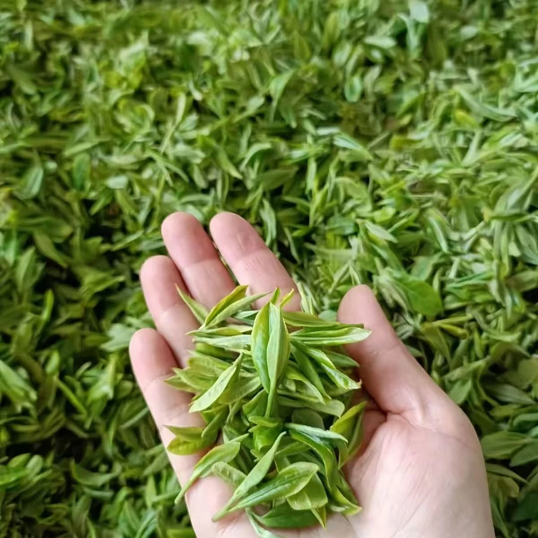 A8信阳毛尖芽叶初展混采早期中小芽高山茶