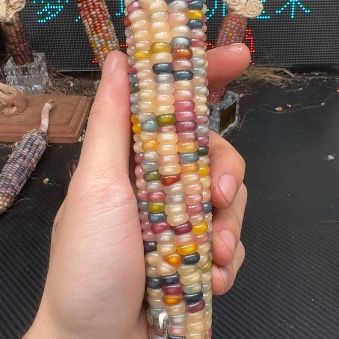 柏香籽/百香籽吊坠瑶*万