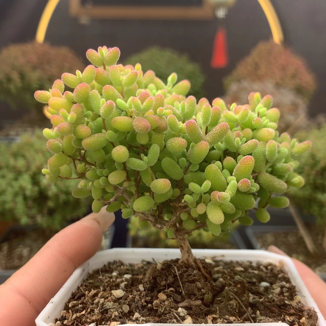 c476蜜橘枝干番杏