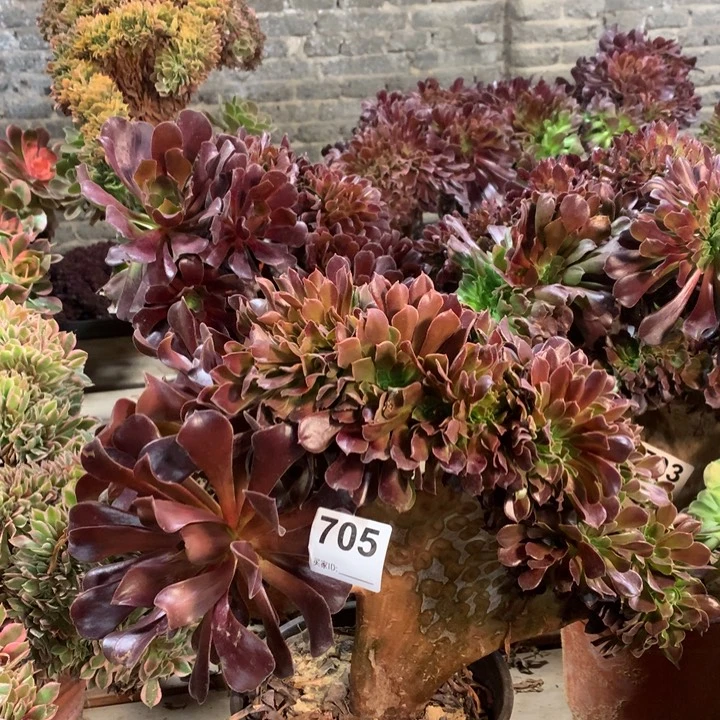 梧***桐705欧紫缀多肉法师