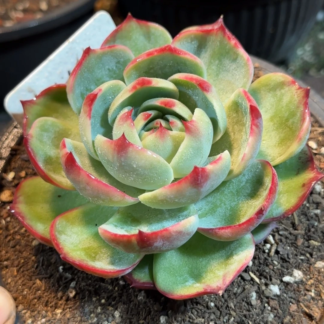 玫瑰惊鸿一物一拍包装收缩花旱116