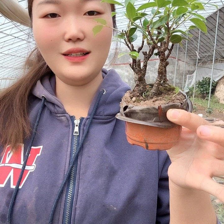 摆***哥无花朵发个好方法哥