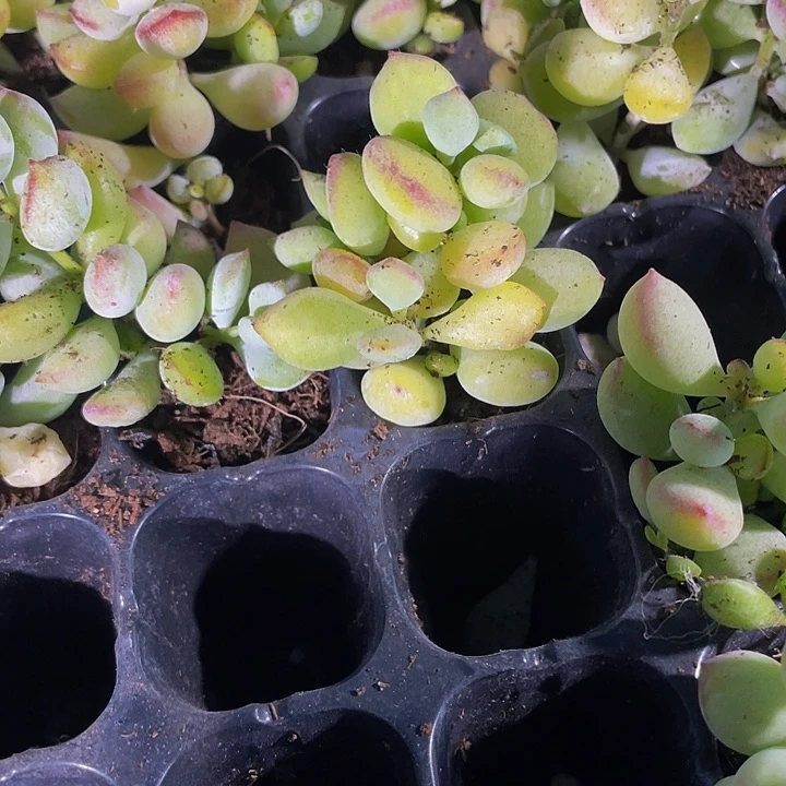 小打磨1元带土发