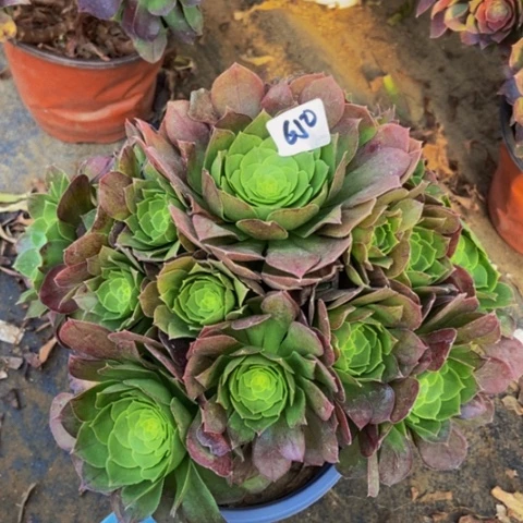 圣罗兰朵朵多肉650多肉不包断