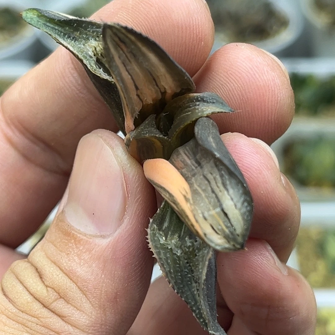 182寿茜云锦芭提雅