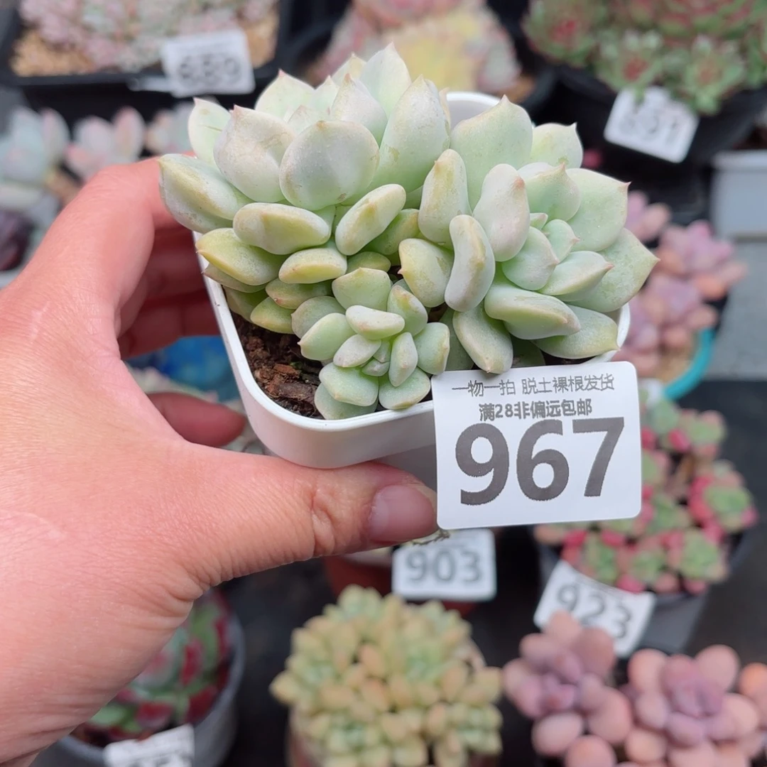 超奶多肉无盆土发货