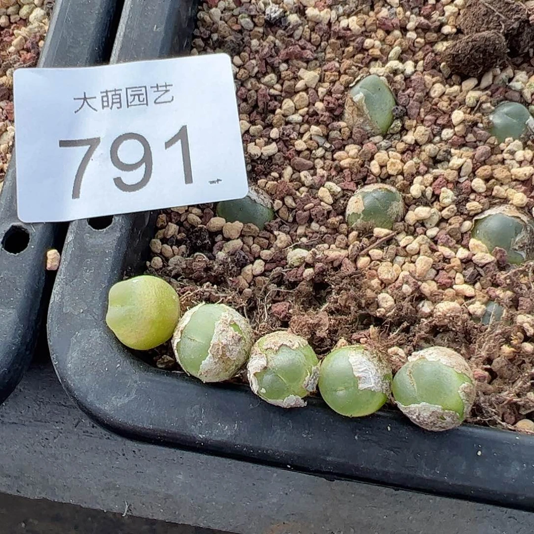 一物一拍4年拉登5颗。  791