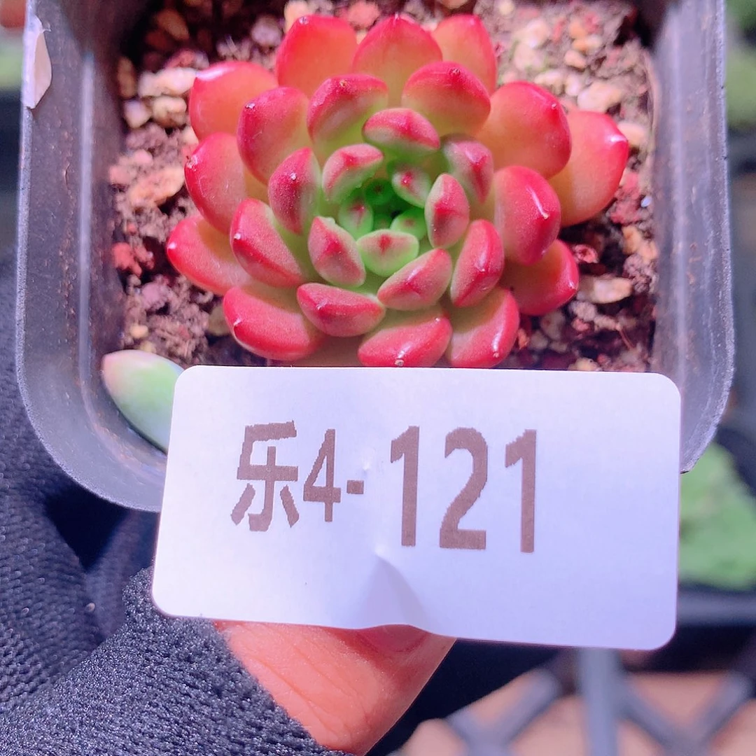 乐然4-121 红宝石