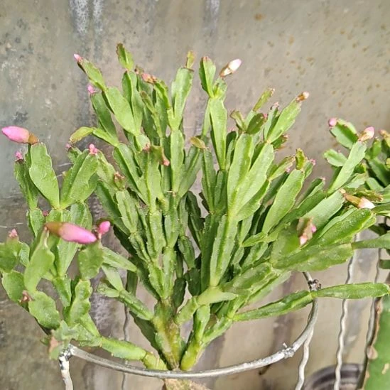 粉异类零度之上包邮447