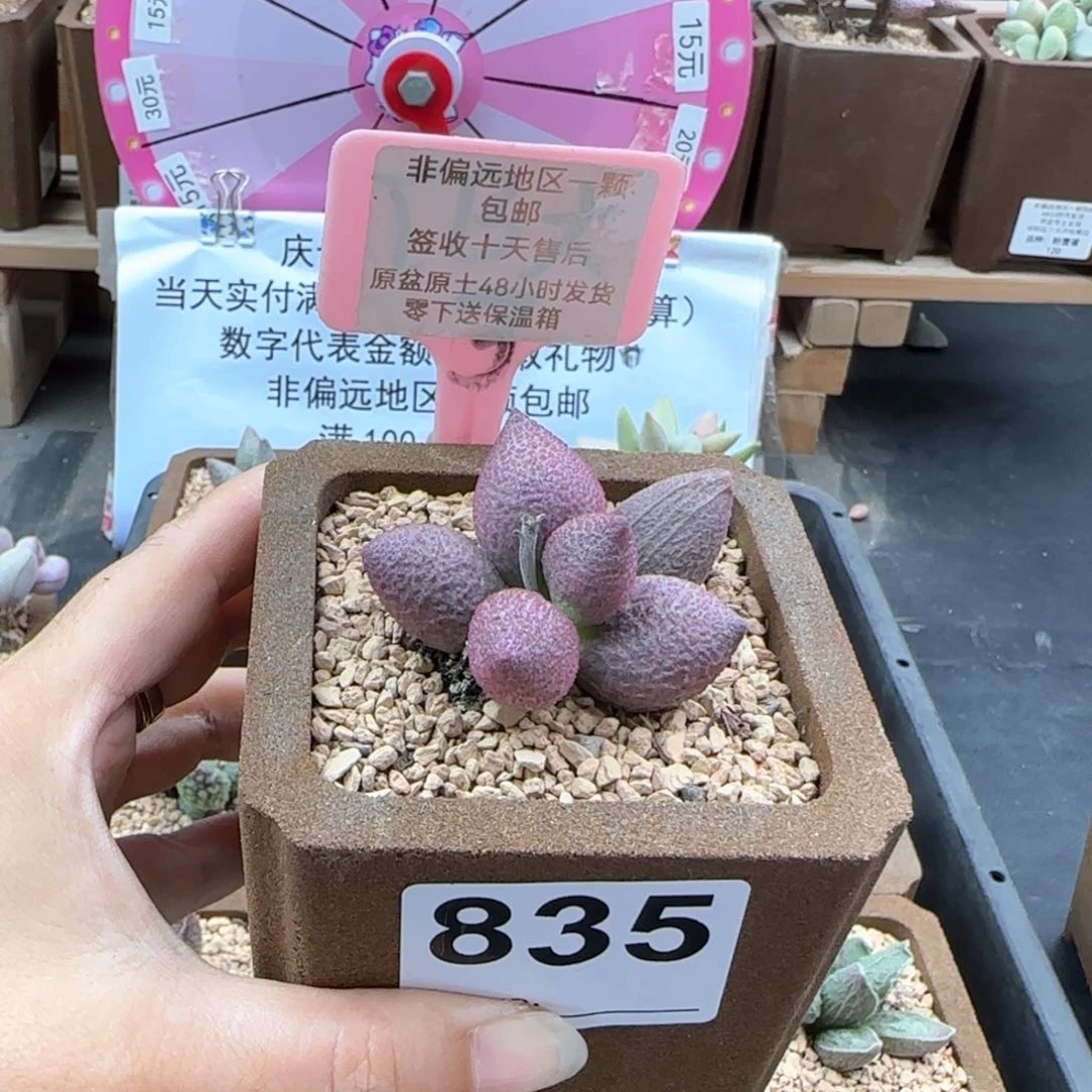 835少女心多肉植物