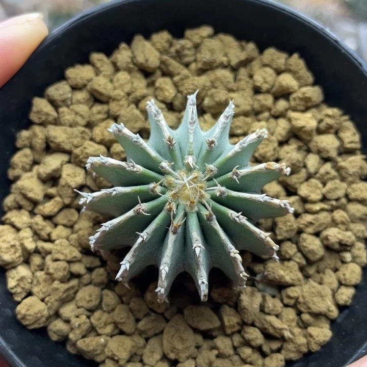 薄叶          实生根