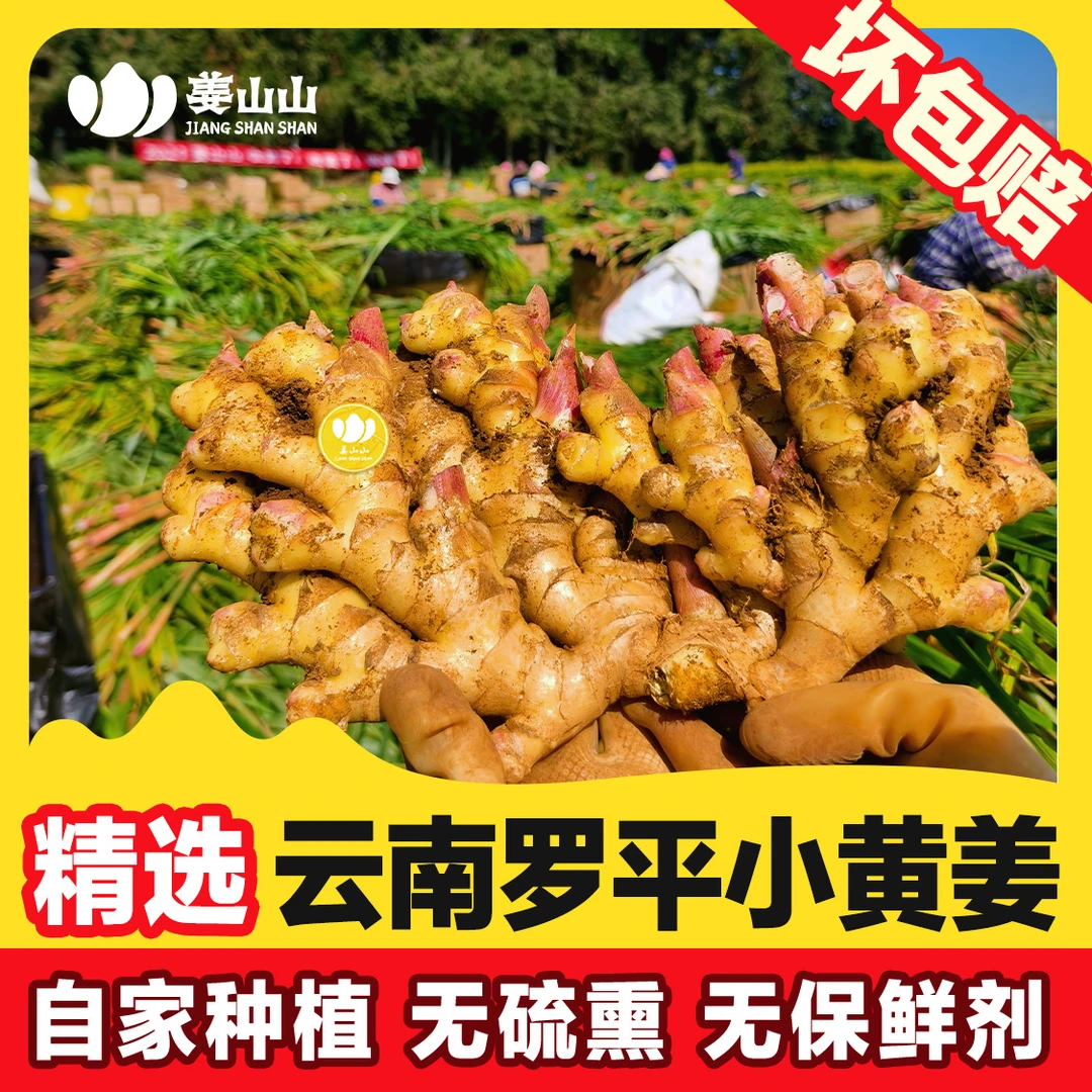姜山山-云南罗平小黄姜 产地直发 无硫熏无保鲜剂 云南小黄姜老姜