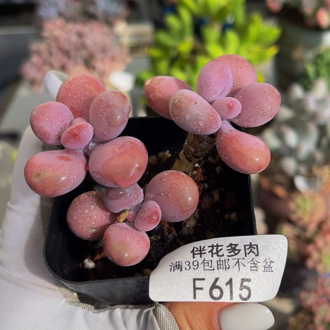 615-腰子蛋多肉5cm