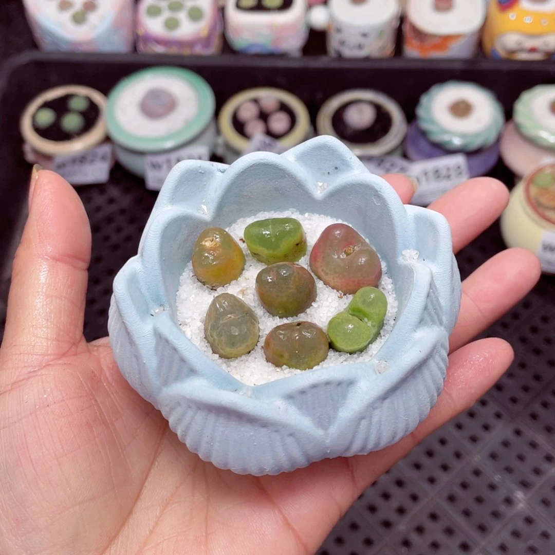 w1831 -零下地区拍保温箱-15支持寄养