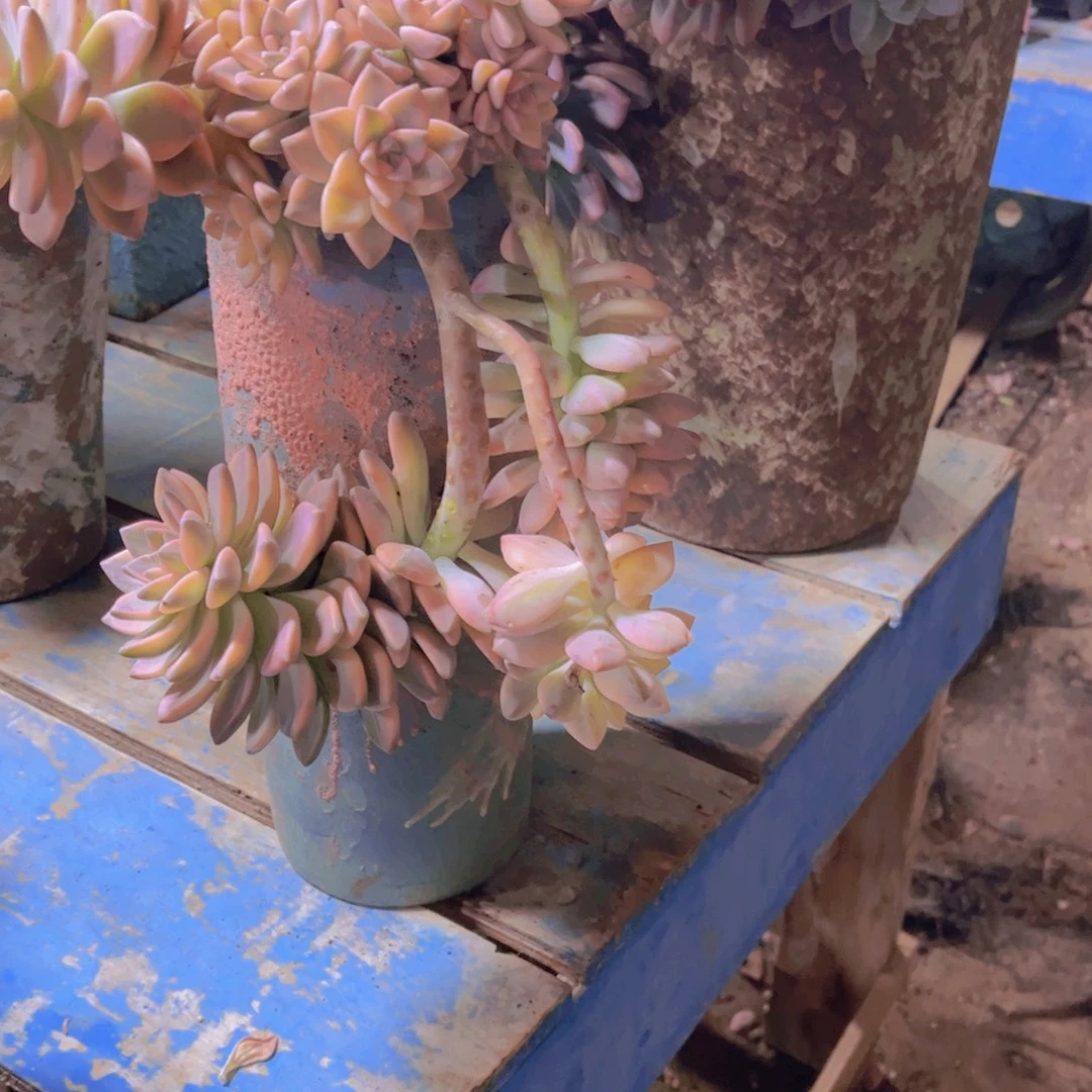 一***娃多肉植物保护研究所所长的