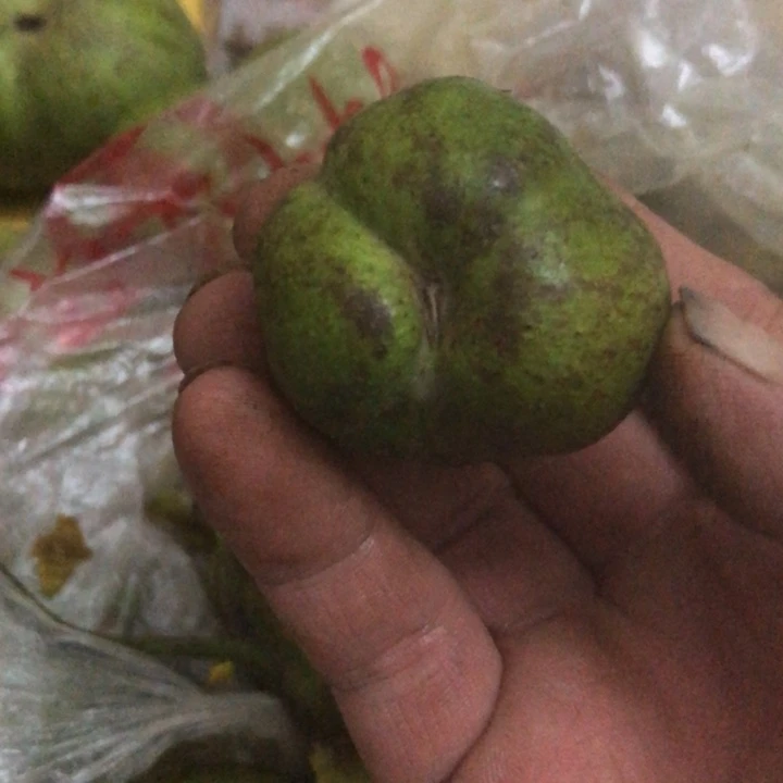 鲜****u文玩核桃一行