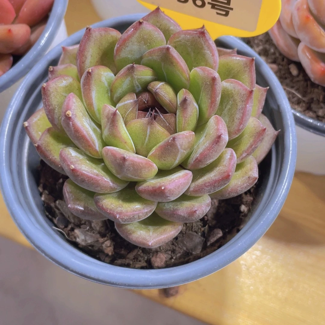 156号 睫毛暗黑糖心