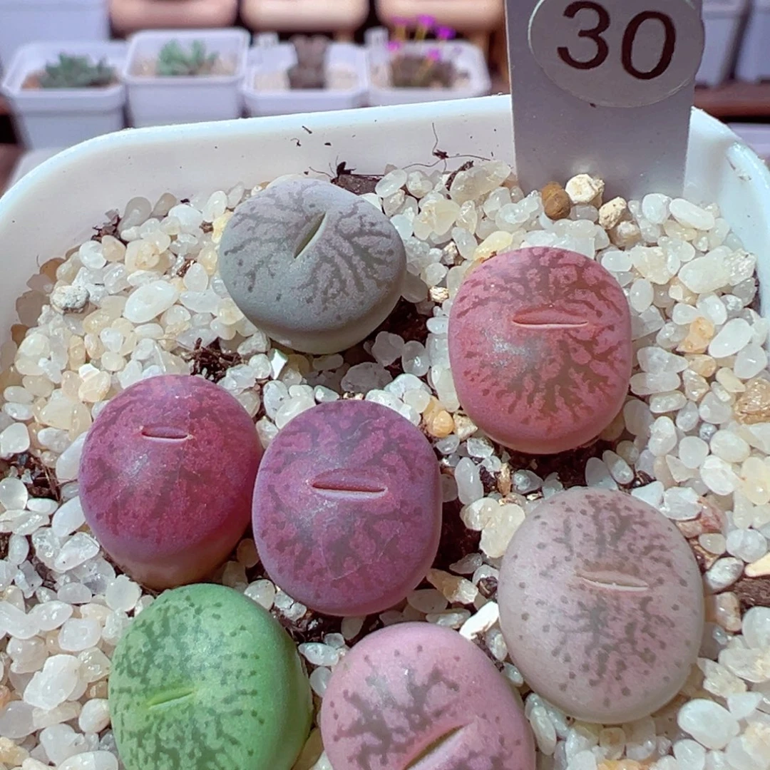 ****岚914-170多肉多肉多肉多肉