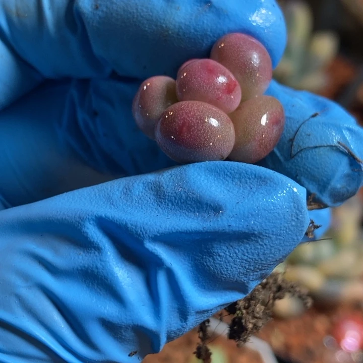 D****米可奶酪锦多肉植物