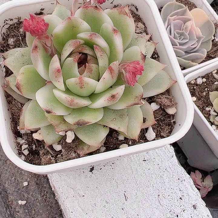 呵*多肉植物多肉植物