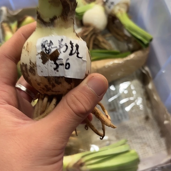 完全开放魅影重重，5-6厘米左右