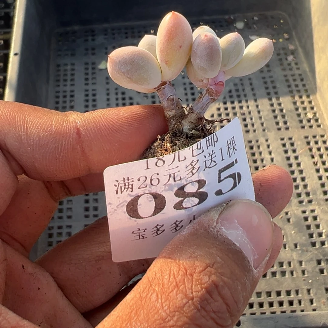 085号小老庄多肉一物一拍
