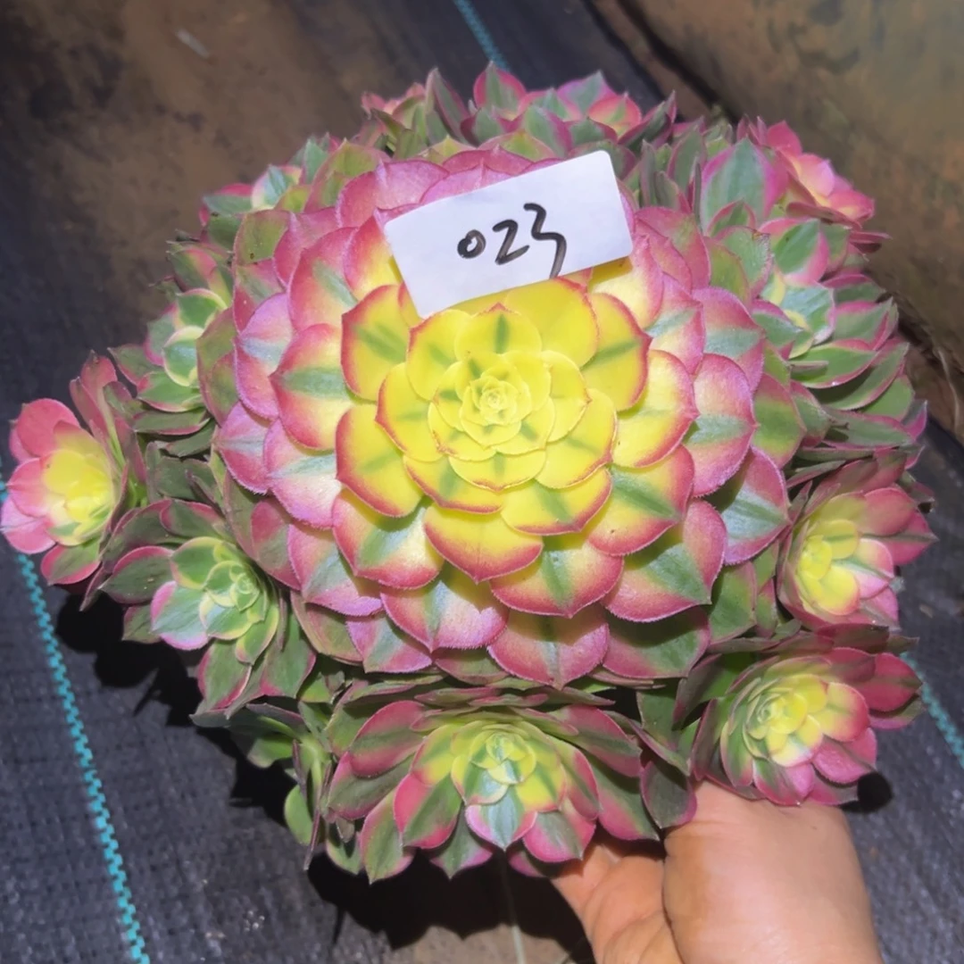 a***r多肉植物023海仙脱土