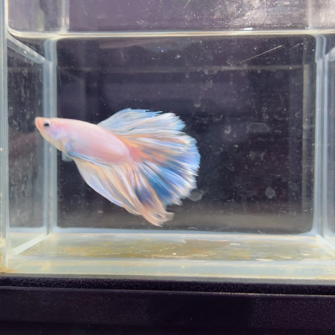 斗鱼浅色特殊尾hhhh