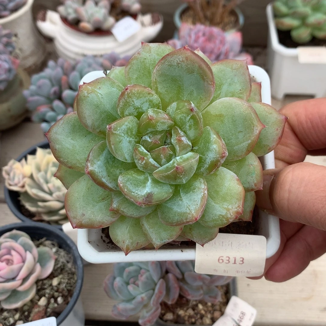 6313二代雪花石化一颗9厘米