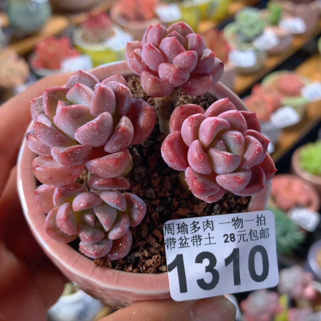 精控多肉植物1310