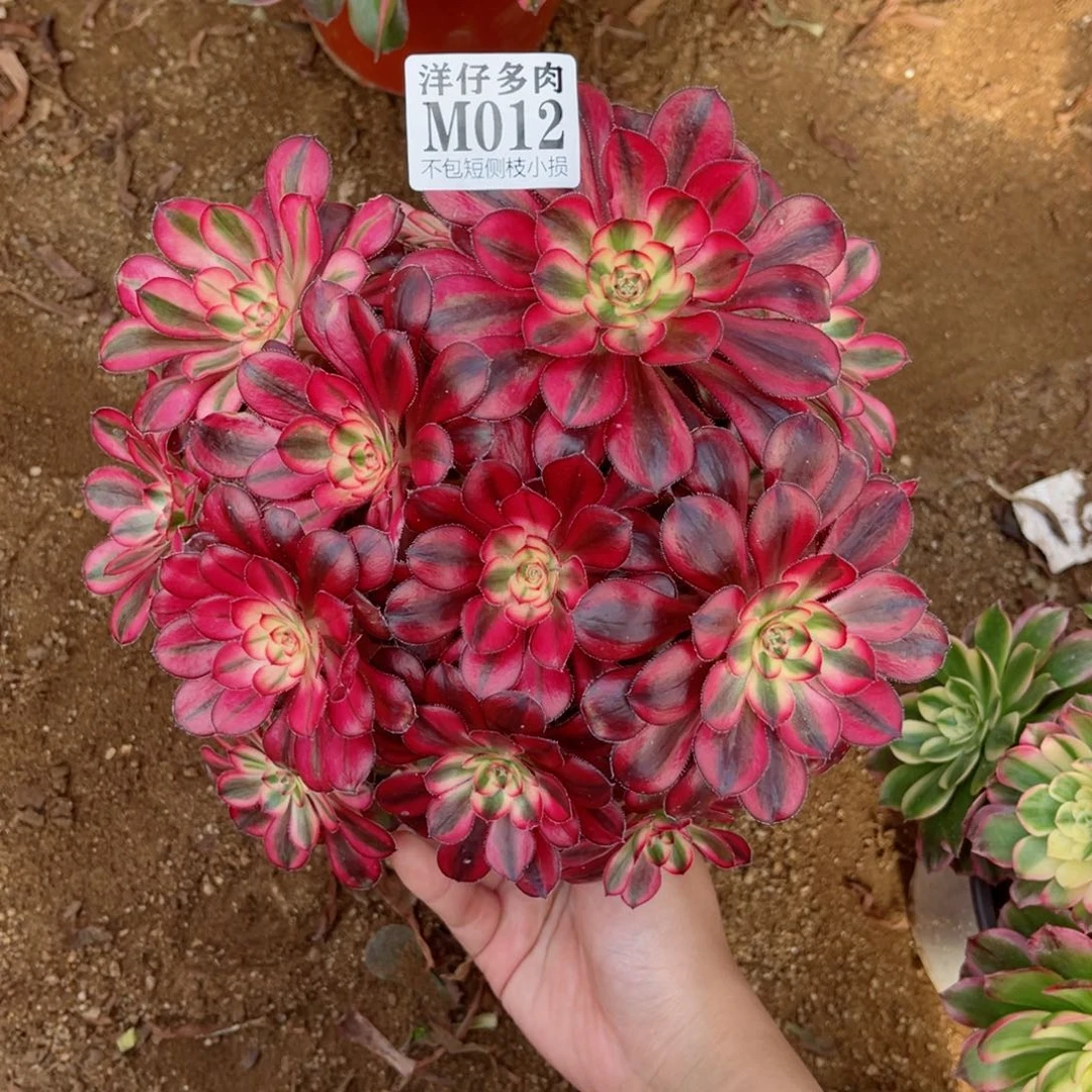 012香耐尔 冠幅20左右