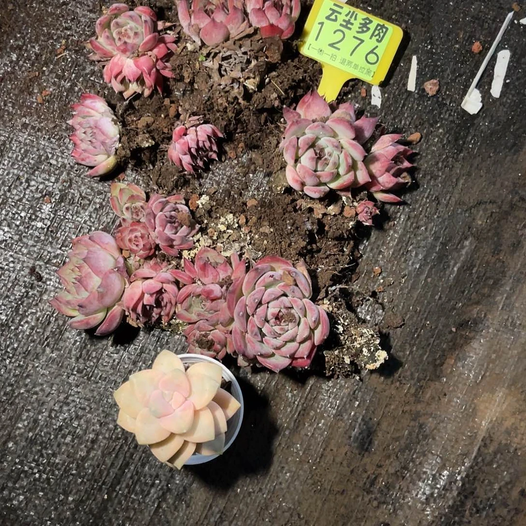 L***y云尘多肉一物一拍1276