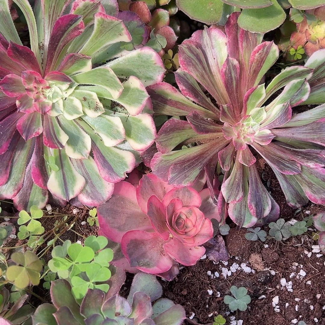 天***饭精品多肉植物686同花顺