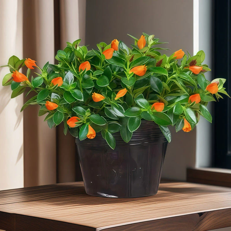 金鱼花吊兰植物花卉盆栽好养四季观花喜阳绿植室内办公桌净化空气