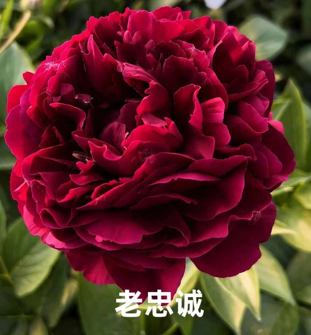 老忠诚 进口芍药
